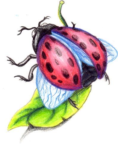 Biedronka na zielonym liściu