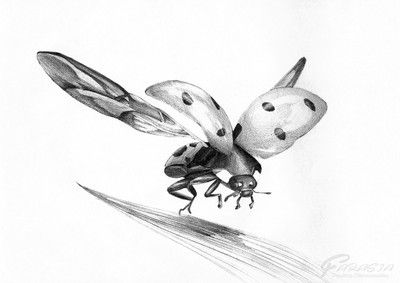 Biedronka z rozłożonymi skrzydłami