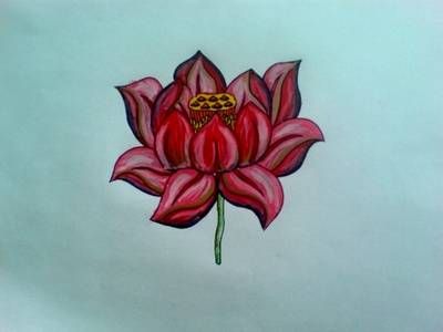 Czerwony kwiat lotosu