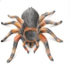 Owłosiony pająk wzór tatuażu