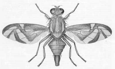 Rysowany wzór tatuażu mucha