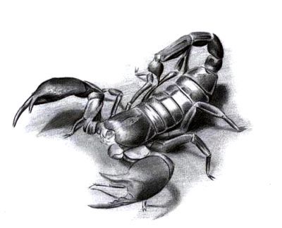 Skorpion wzór tatuażu