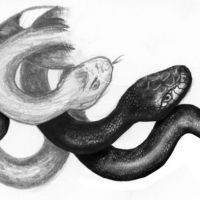 Cztery głowy węży tatuaż wzór