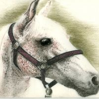 Głowa białego konia tatuaż wzór