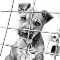 Pies za kratkami wzór tatuażu