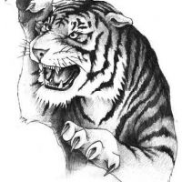 Tygrys z pazurami wzór tatuażu