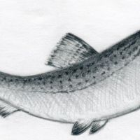 Wzór tatuażu ryba