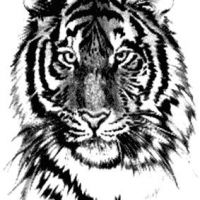 Tygrys twarz wzór tatuaż