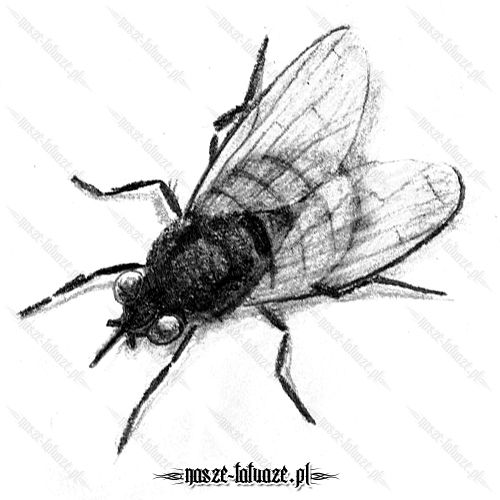Ogromna czarna mucha