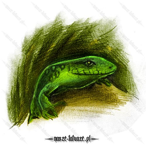 Skradająca się jaszczurka