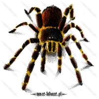 Brązowo-żółty pająk