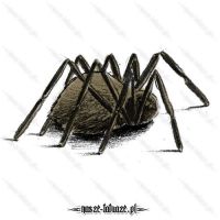 Duży pająk