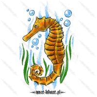Złoty konik morski